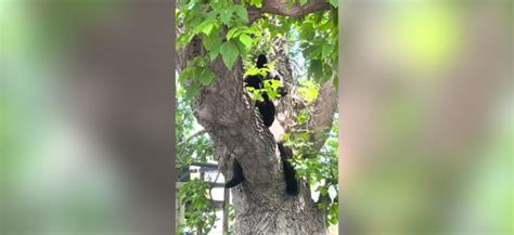 Repeat offender bear euthanized in Boulder
